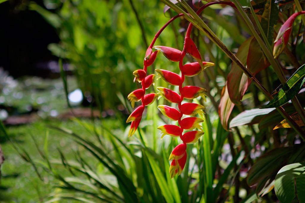 Villa Hibiscus Sanur Zewnętrze zdjęcie